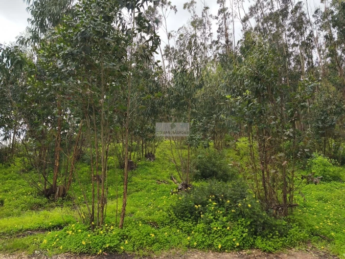 Terreno para Venda em Barão de São Miguel Foto 2