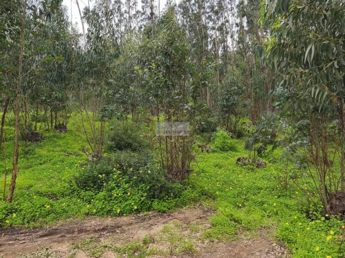 Terreno para Venda em Barão de São Miguel