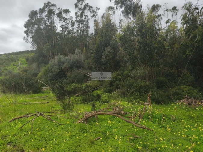Terreno para Venda em Barão de São Miguel Foto 5