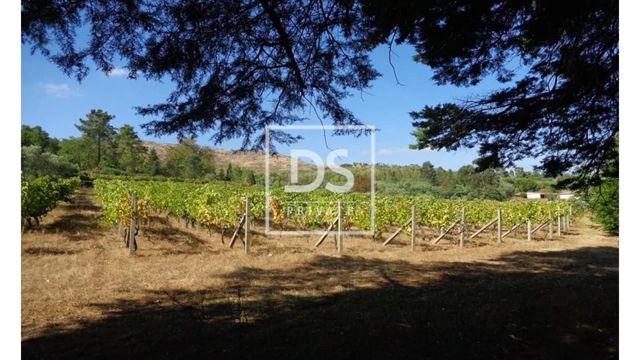 Negócio para Venda em Abrunhosa-A-Velha Foto 21