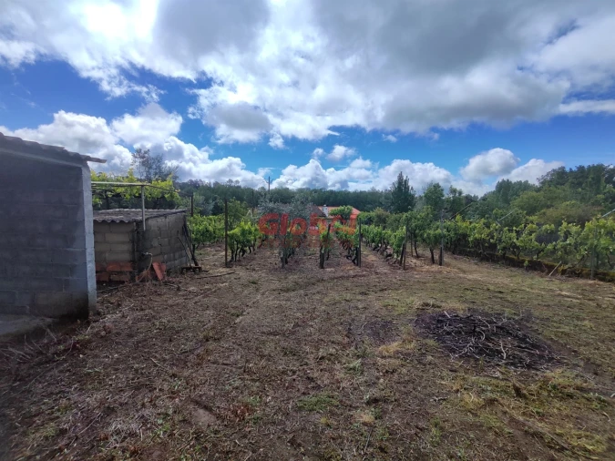 Terreno para Venda em Mundão Foto 2