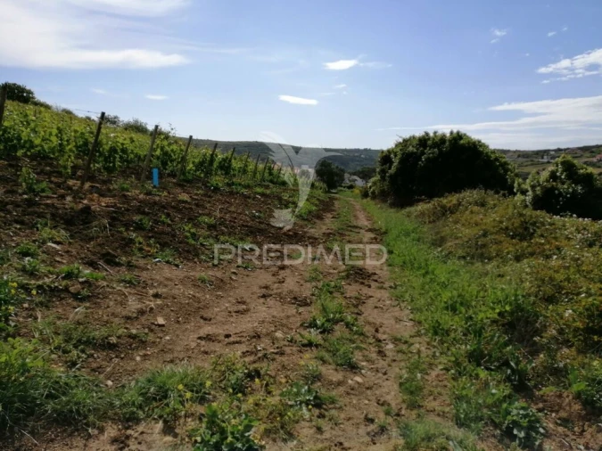Terreno para Venda em Igreja Nova e Cheleiros Foto 13