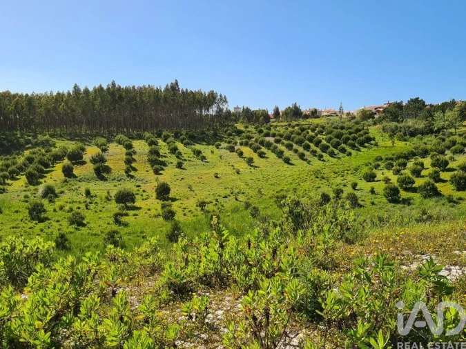 Terreno para Venda em Nossa Senhora do Pópulo, Coto e São Gregório Foto 15