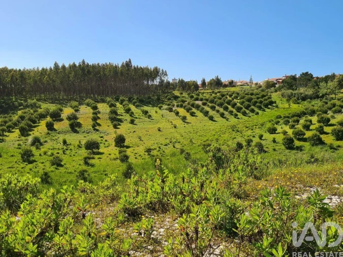 Terreno para Venda em Nossa Senhora do Pópulo, Coto e São Gregório Foto 18