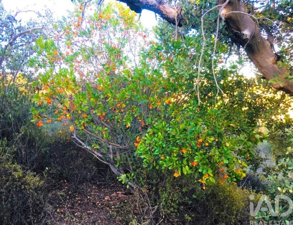 Terreno para Venda em Mexilhoeira Grande Foto 17