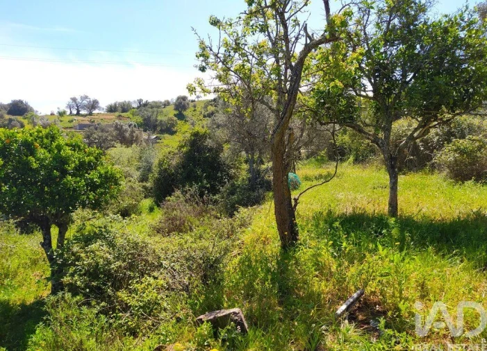 Terreno para Venda em Mexilhoeira Grande Foto 22