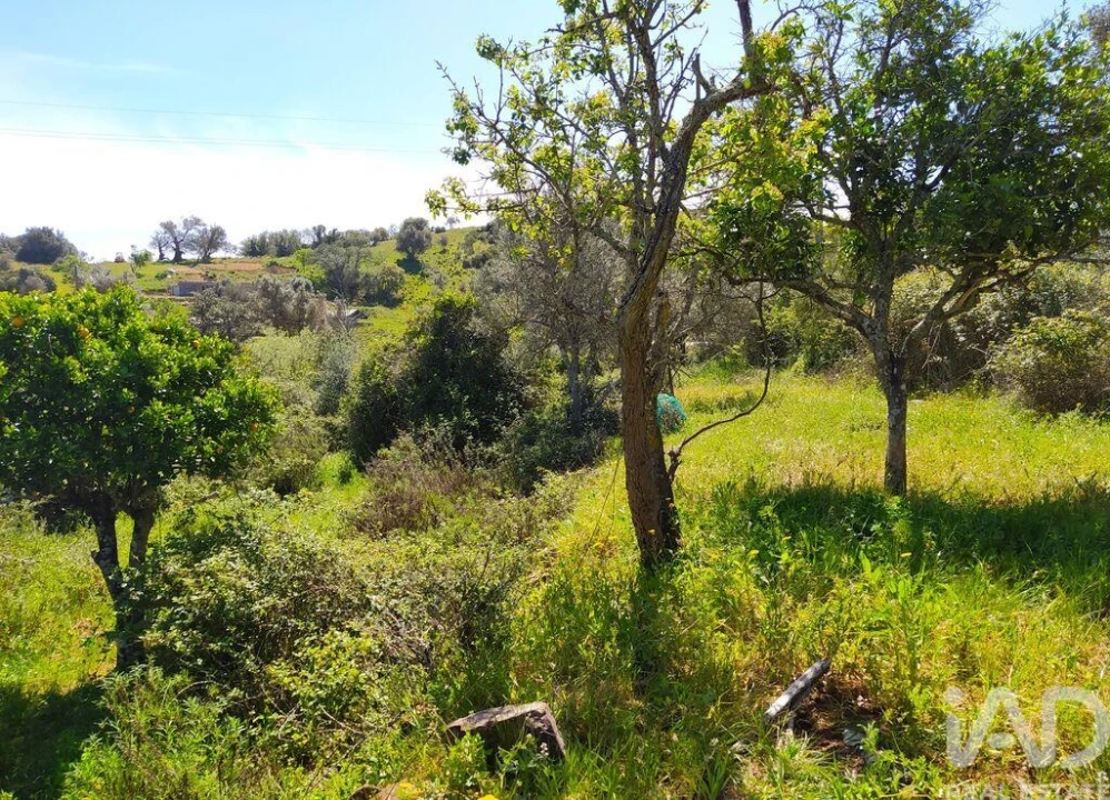 Terreno para Venda em Mexilhoeira Grande Foto 22