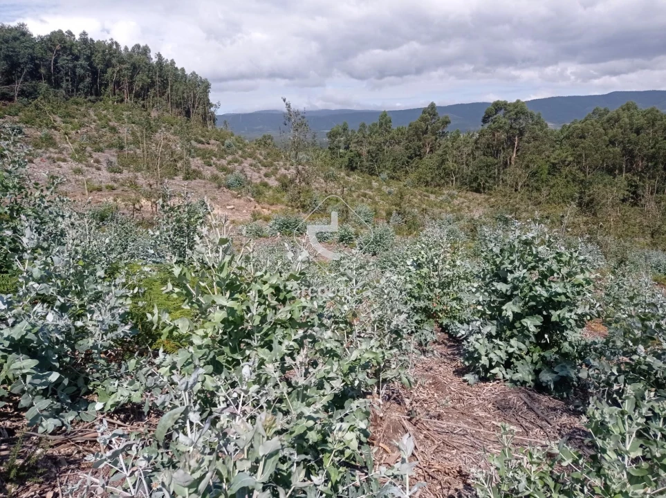 Terreno para Venda em Vila Nova de Cerveira e Lovelhe Foto 22