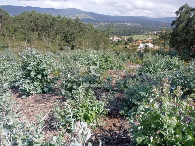 Terreno para Venda em Vila Nova de Cerveira e Lovelhe Foto 24