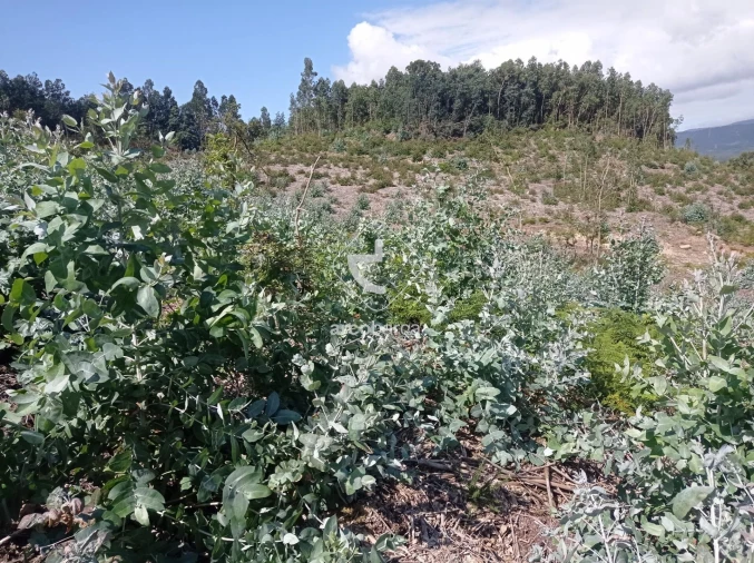Terreno para Venda em Vila Nova de Cerveira e Lovelhe Foto 19
