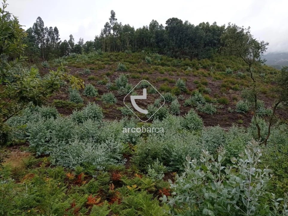 Terreno para Venda em Vila Nova de Cerveira e Lovelhe Foto 10