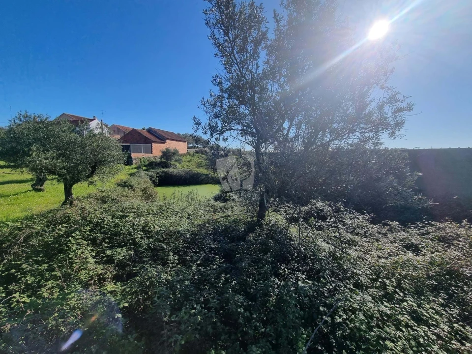 Terreno Agricola ou Rústico para Venda em Sarzedas Foto 3