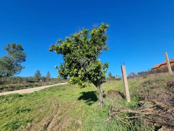 Terreno Agricola ou Rústico para Venda em Sarzedas
