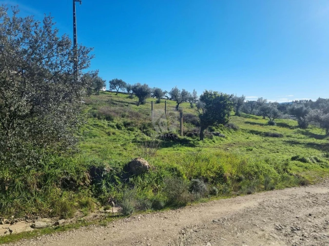 Terreno Agricola ou Rústico para Venda em Sarzedas Foto 13