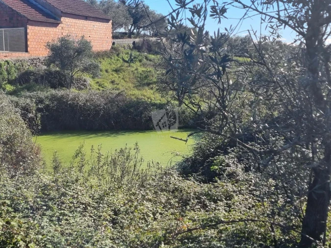 Terreno Agricola ou Rústico para Venda em Sarzedas Foto 11