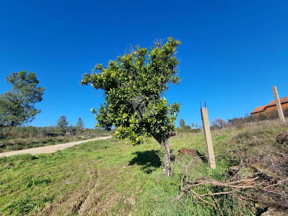 Terreno Agricola ou Rústico para Venda em Sarzedas Foto 16