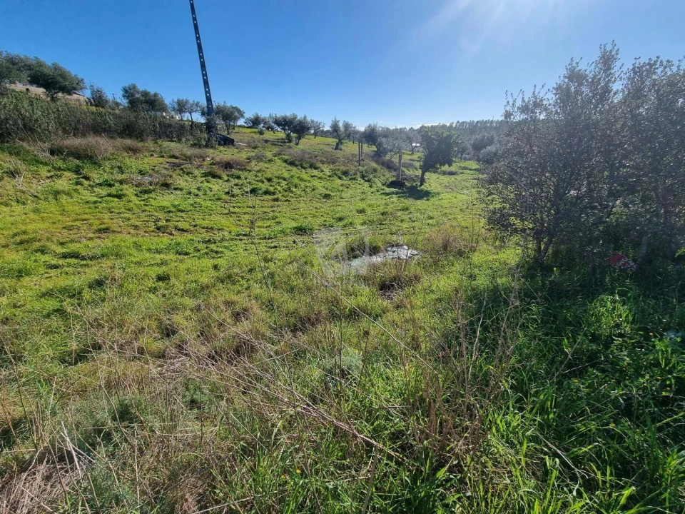 Terreno Agricola ou Rústico para Venda em Sarzedas Foto 29