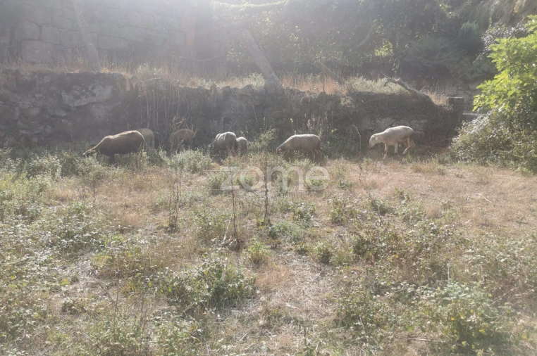 Quinta T10 para Venda em Canelas Foto 65