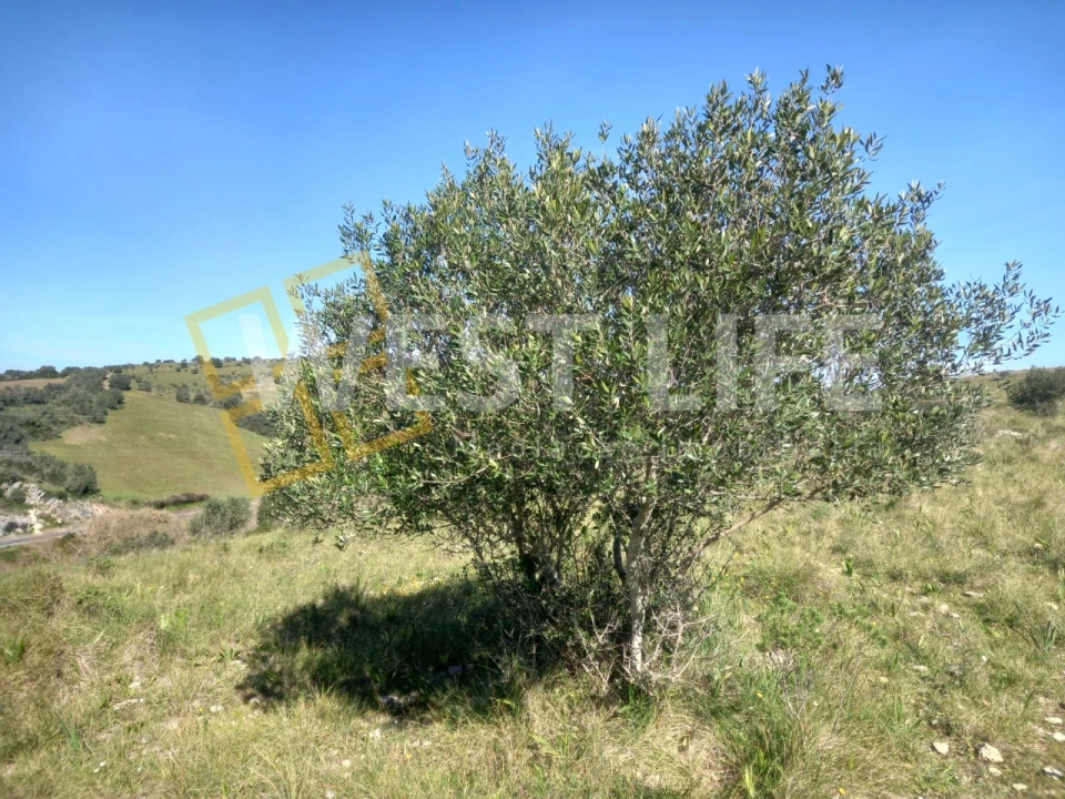 Terreno Agricola ou Rústico para Venda em Venda do Pinheiro e Santo Estêvão das Galés Foto 9