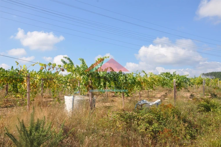 Terreno Agricola ou Rústico para Venda em Monção e Troviscoso Foto 4