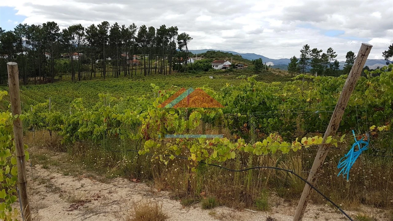 Terreno Agricola ou Rústico para Venda em Monção e Troviscoso Foto 2