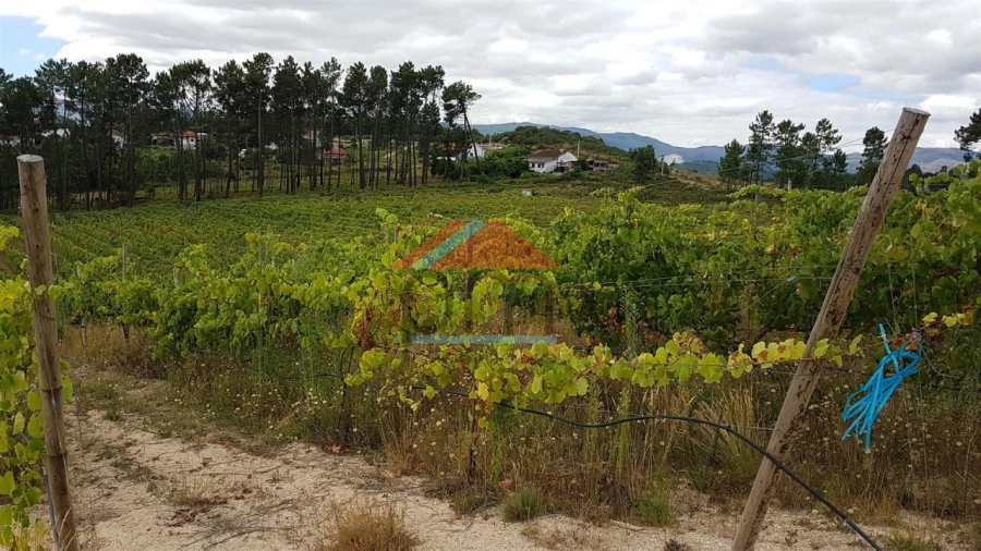 Terreno Agricola ou Rústico para Venda em Monção e Troviscoso Foto 2