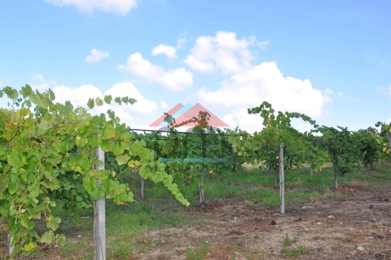 Terreno Agricola ou Rústico para Venda em Mazedo e Cortes