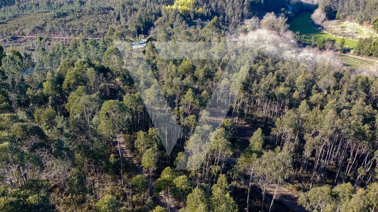 Terreno para Venda em Água Longa Foto 8
