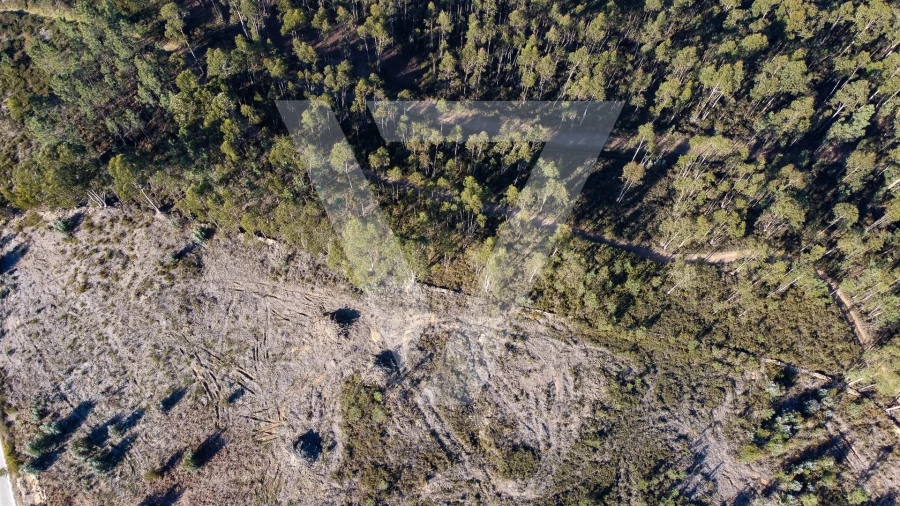 Terreno para Venda em Água Longa Foto 9
