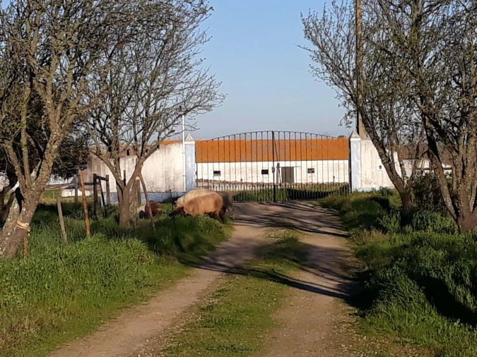 Quinta T3 para Venda em São Manços e São Vicente do Pigeiro