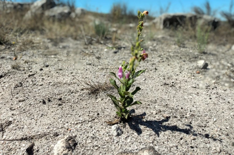 Terreno para Venda em Travancinha Foto 15