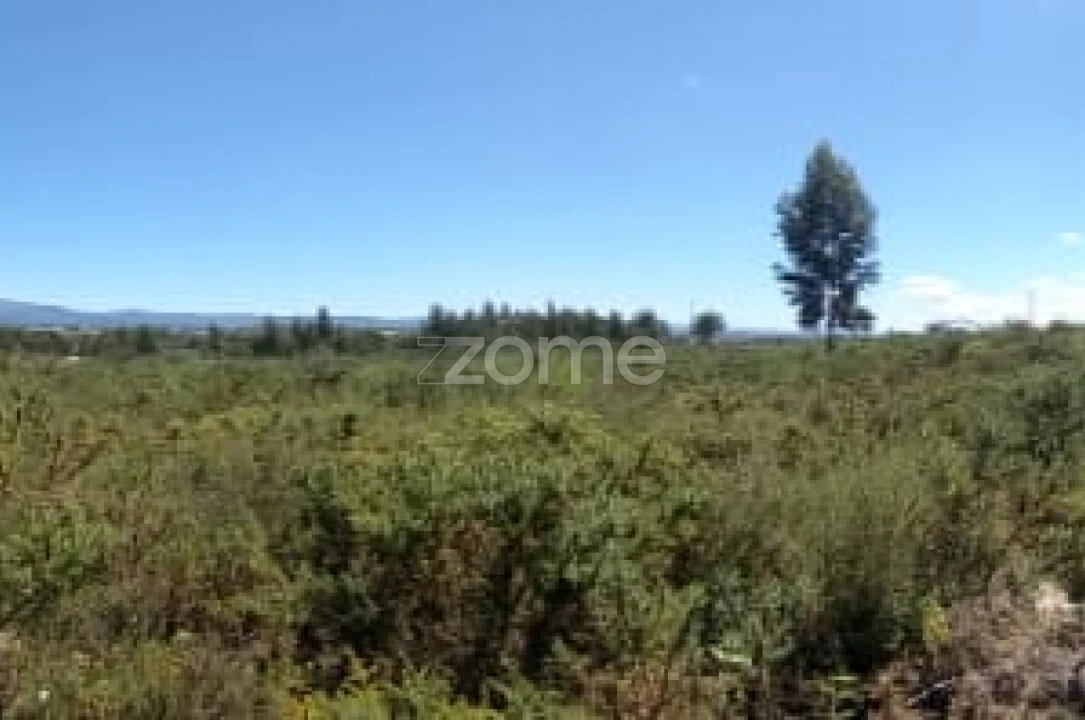 Terreno para Venda em Paranhos Foto 11