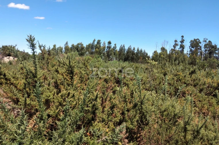 Terreno para Venda em Paranhos Foto 12