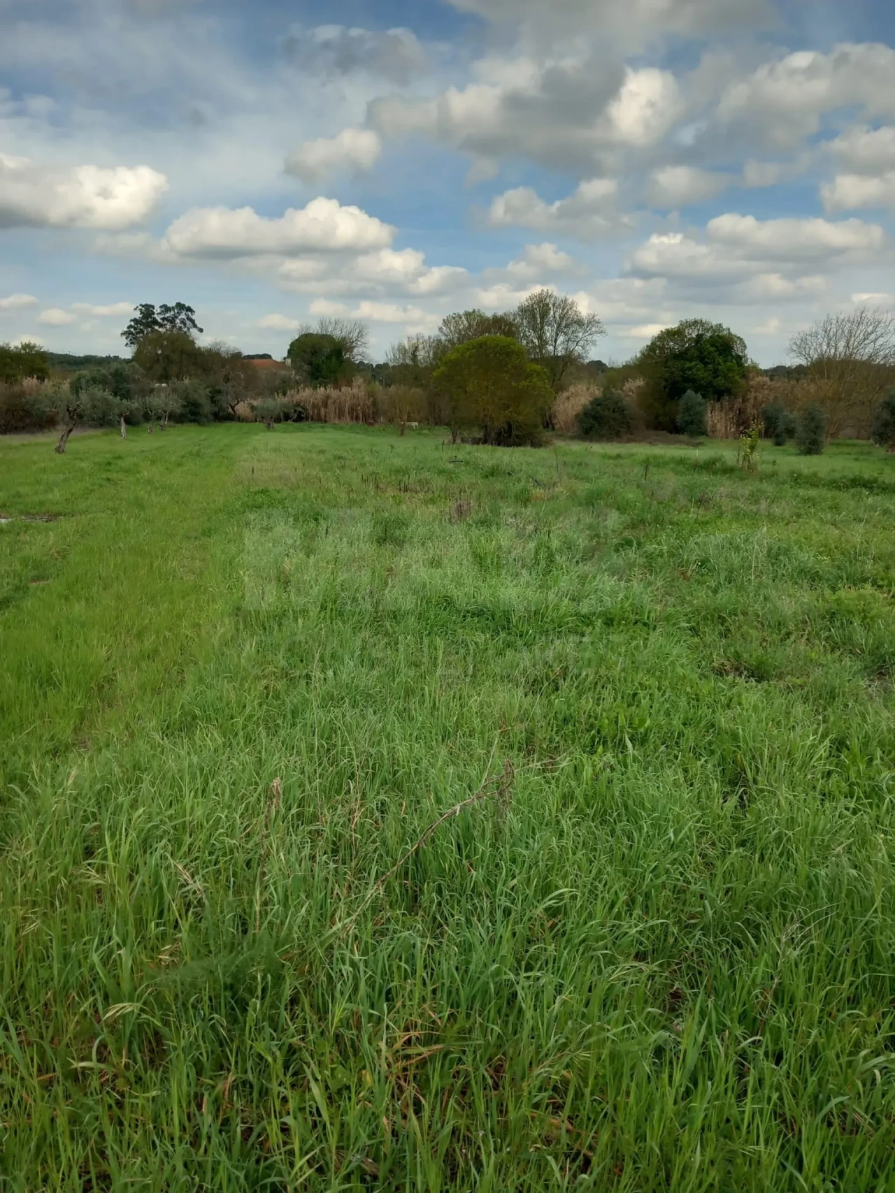 Terreno para Venda em Olaia e Paço Foto 2