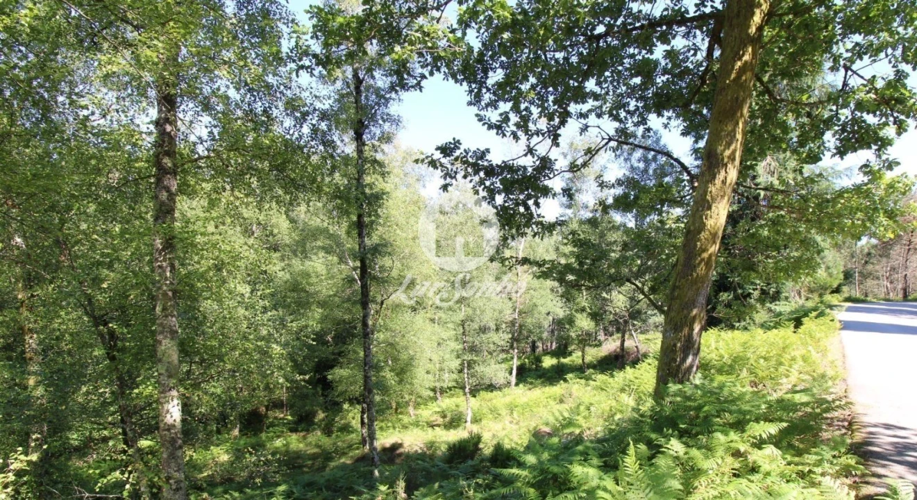 Terreno Agricola ou Rústico para Venda em Vilar da Veiga Foto 3