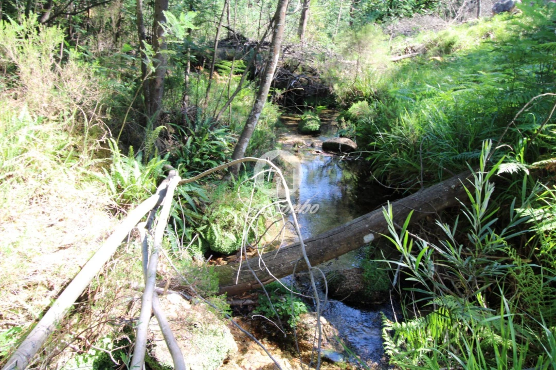 Terreno Agricola ou Rústico para Venda em Vilar da Veiga Foto 5