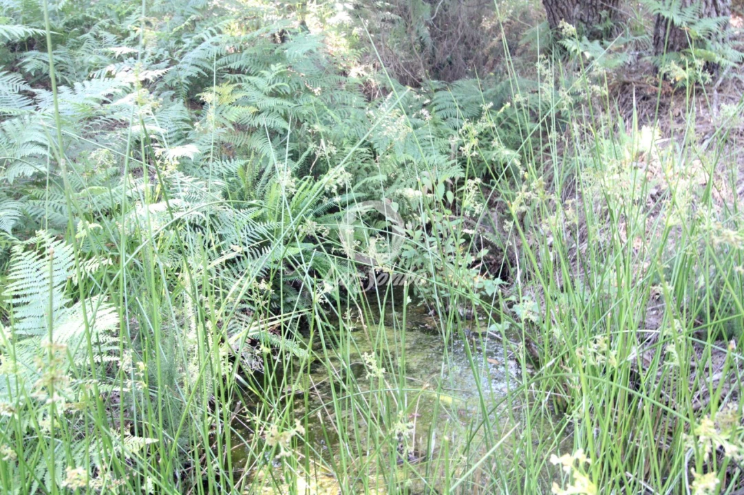 Terreno Agricola ou Rústico para Venda em Vilar da Veiga Foto 6