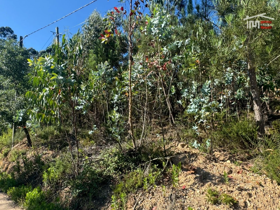 Terreno Agricola ou Rústico para Venda em Atouguia Foto 13