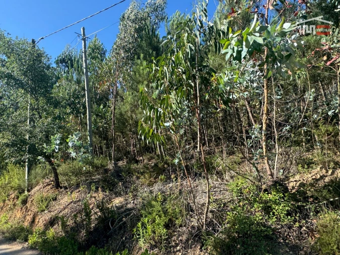 Terreno Agricola ou Rústico para Venda em Atouguia Foto 14