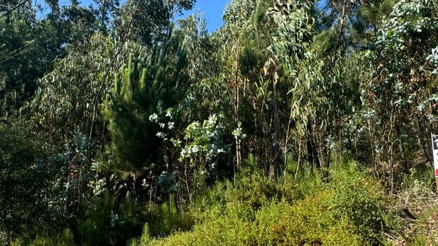 Terreno Agricola ou Rústico para Venda em Atouguia