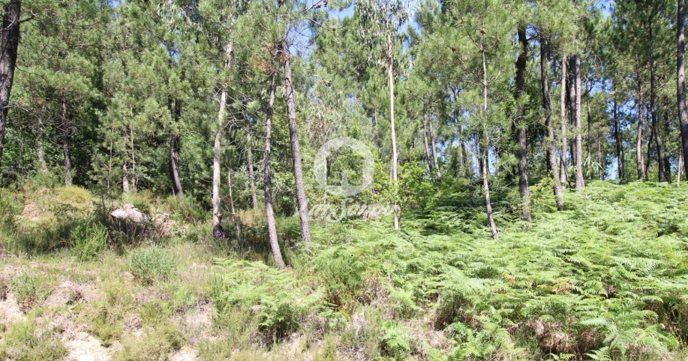 Terreno Agricola ou Rústico para Venda em Vilar da Veiga Foto 2