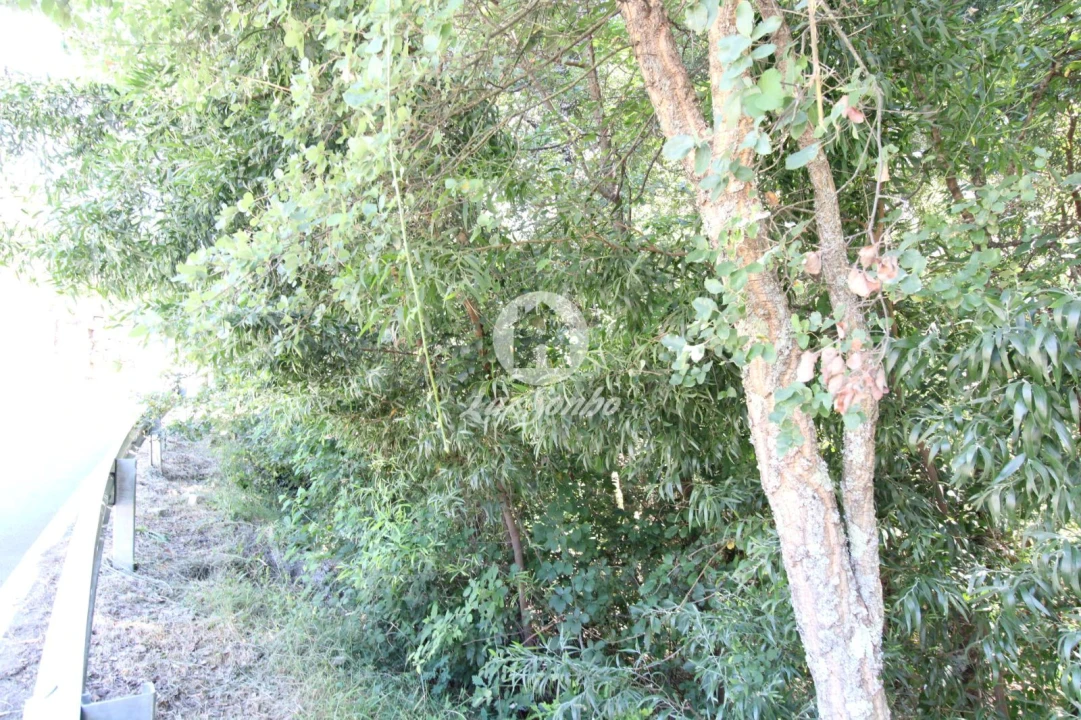 Terreno Agricola ou Rústico para Venda em Vilar da Veiga Foto 5