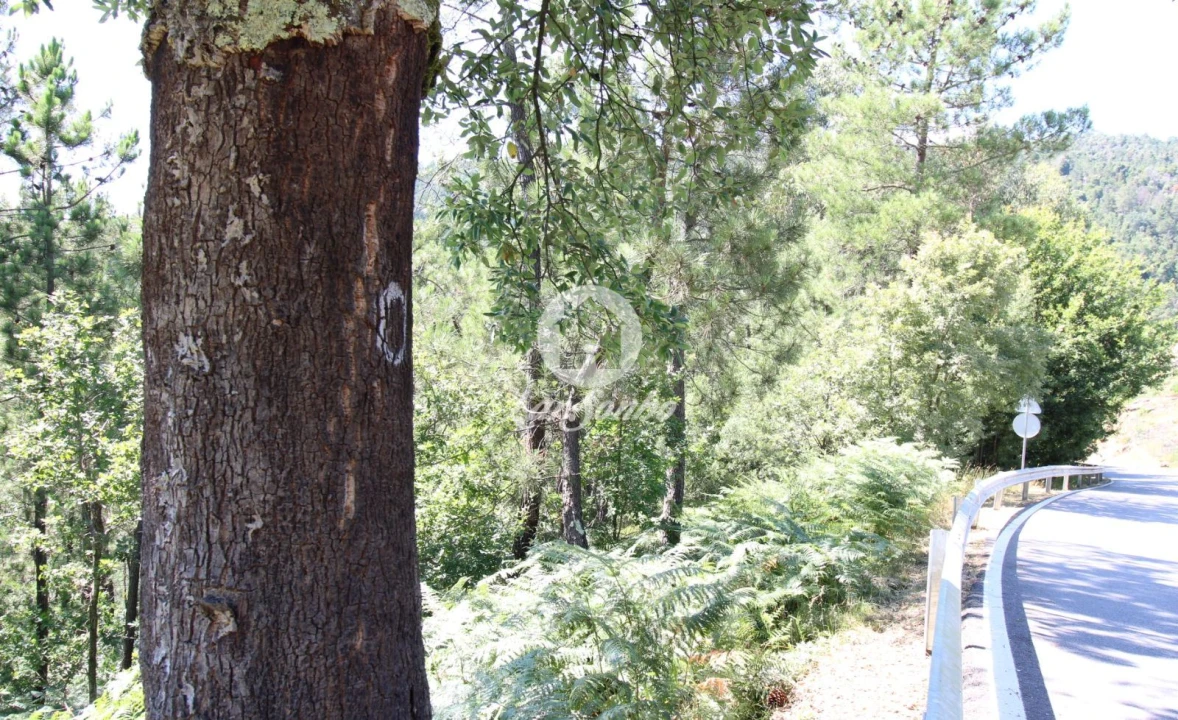 Terreno Agricola ou Rústico para Venda em Vilar da Veiga Foto 6