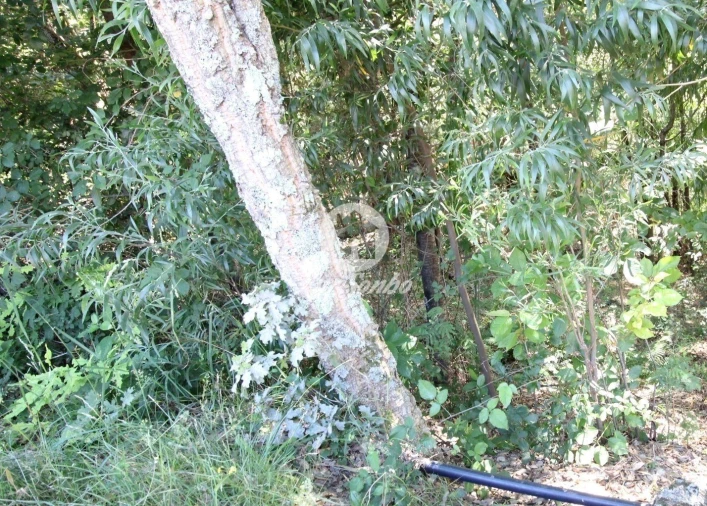 Terreno Agricola ou Rústico para Venda em Vilar da Veiga Foto 4