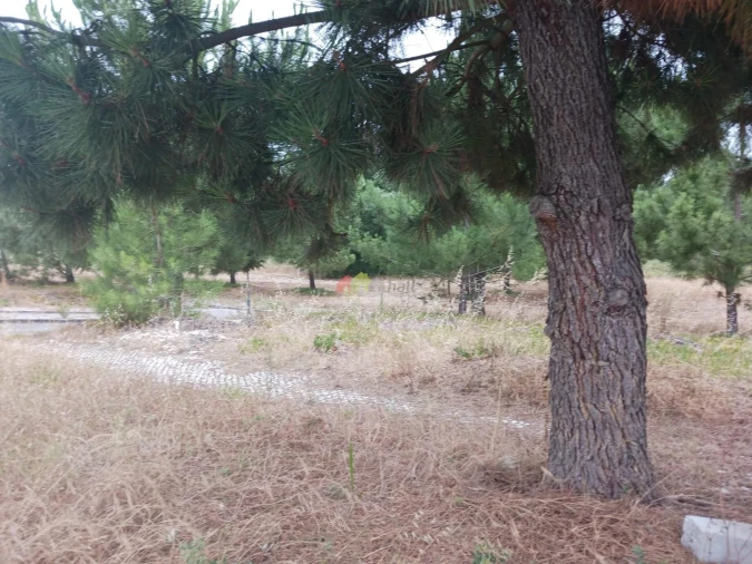 Terreno para Venda em Sesimbra (Castelo) Foto 7