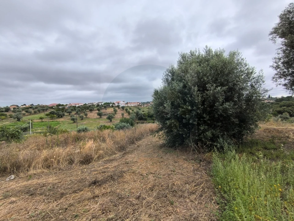 Moradia para Venda em Mouriscas Foto 6