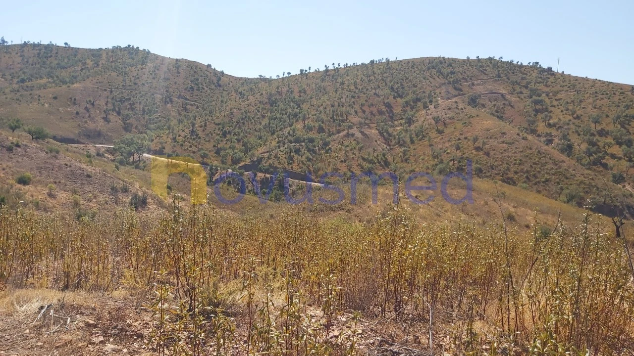 Quinta T36 para Venda em São Bartolomeu de Messines Foto 19