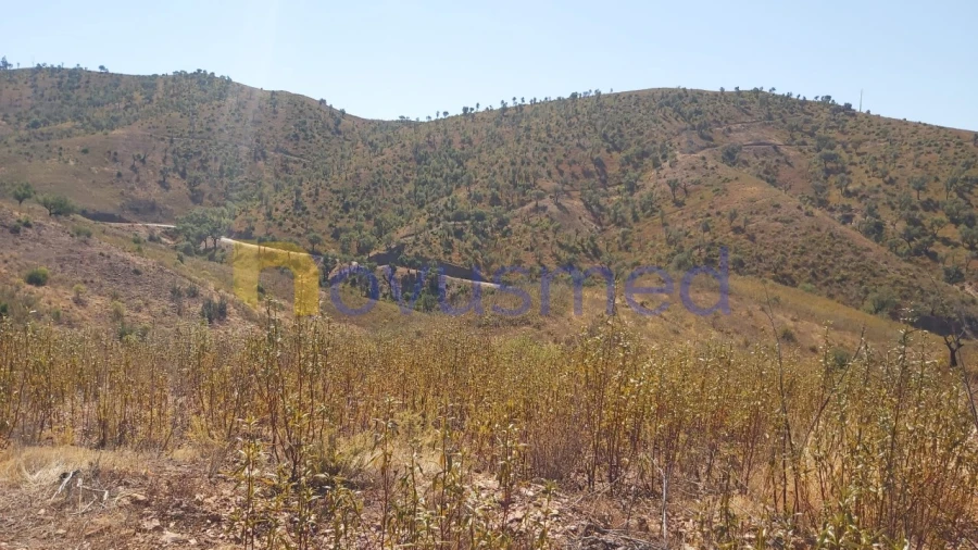 Quinta T36 para Venda em São Bartolomeu de Messines Foto 19