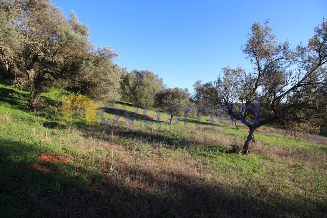 Terreno para Venda em São Bartolomeu de Messines Foto 18