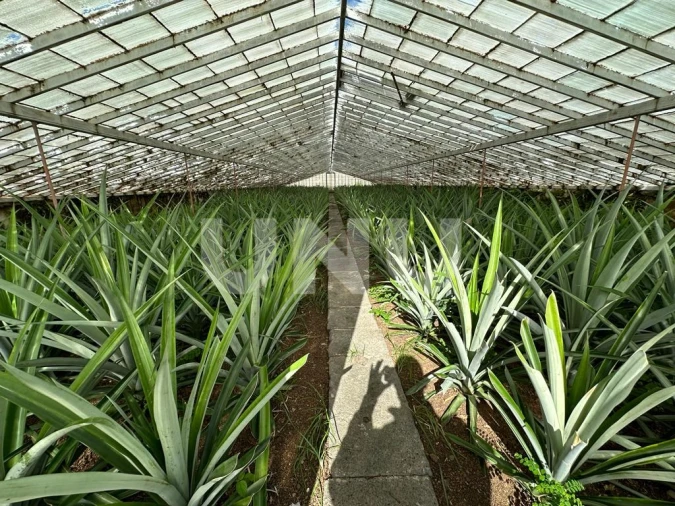 Prédio para Venda em Santa Clara Foto 12